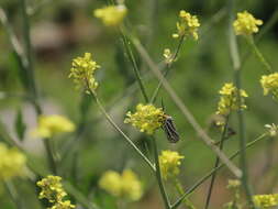 Image de Ctenucha vittigerum Blanchard 1852