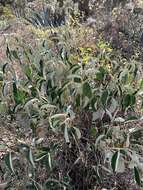 Image of Croton ferrugineus Kunth