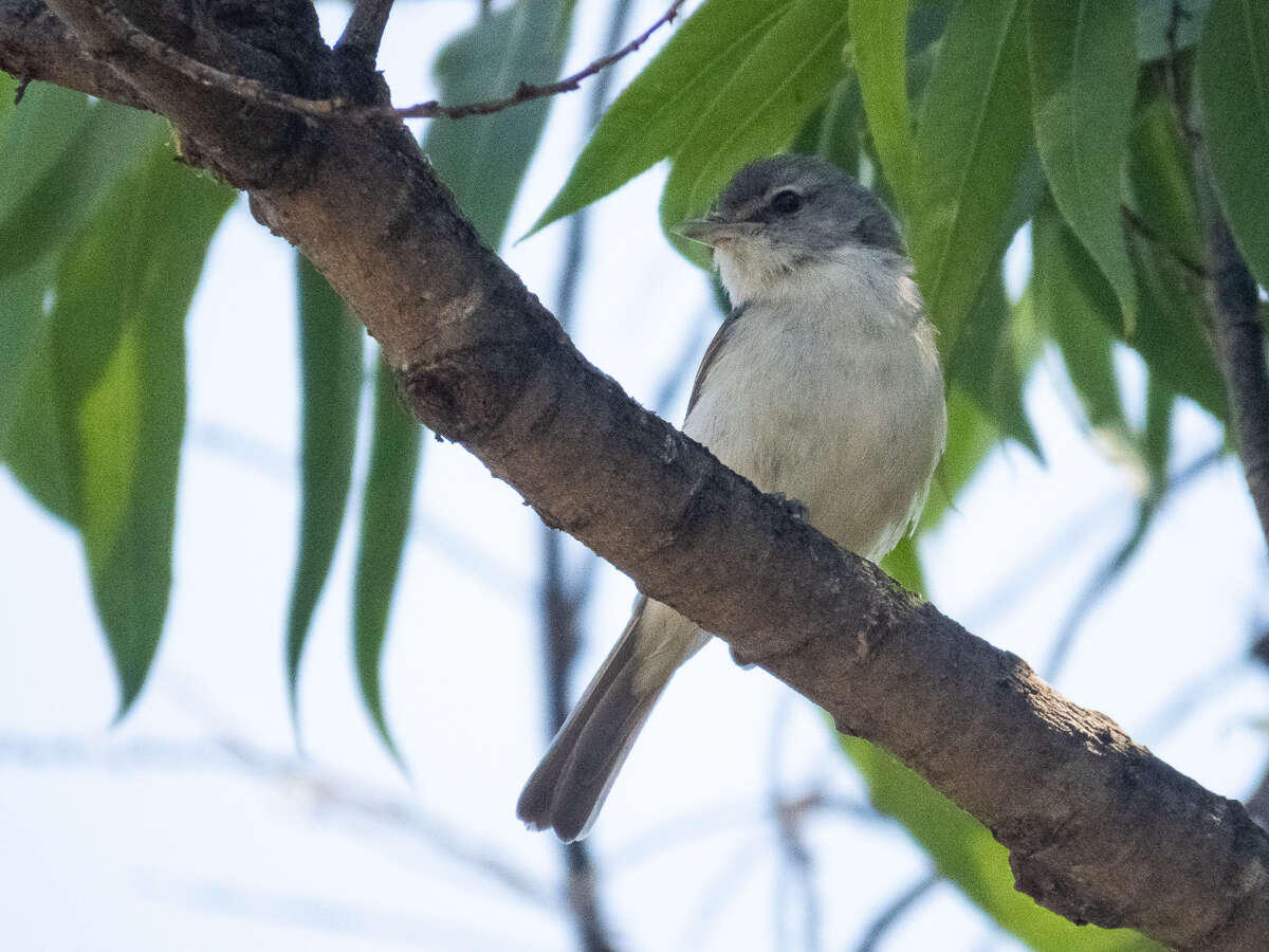 Vireo bellii pusillus Coues 1866 resmi