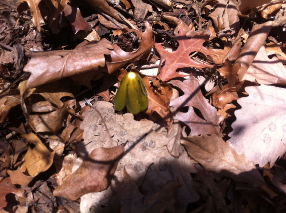 Image of mayapple