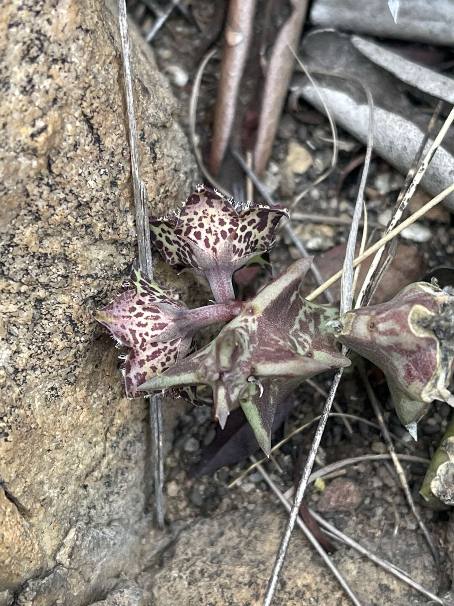 Image de Ceropegia keithii subsp. keithii