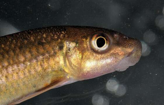 Image of African carp