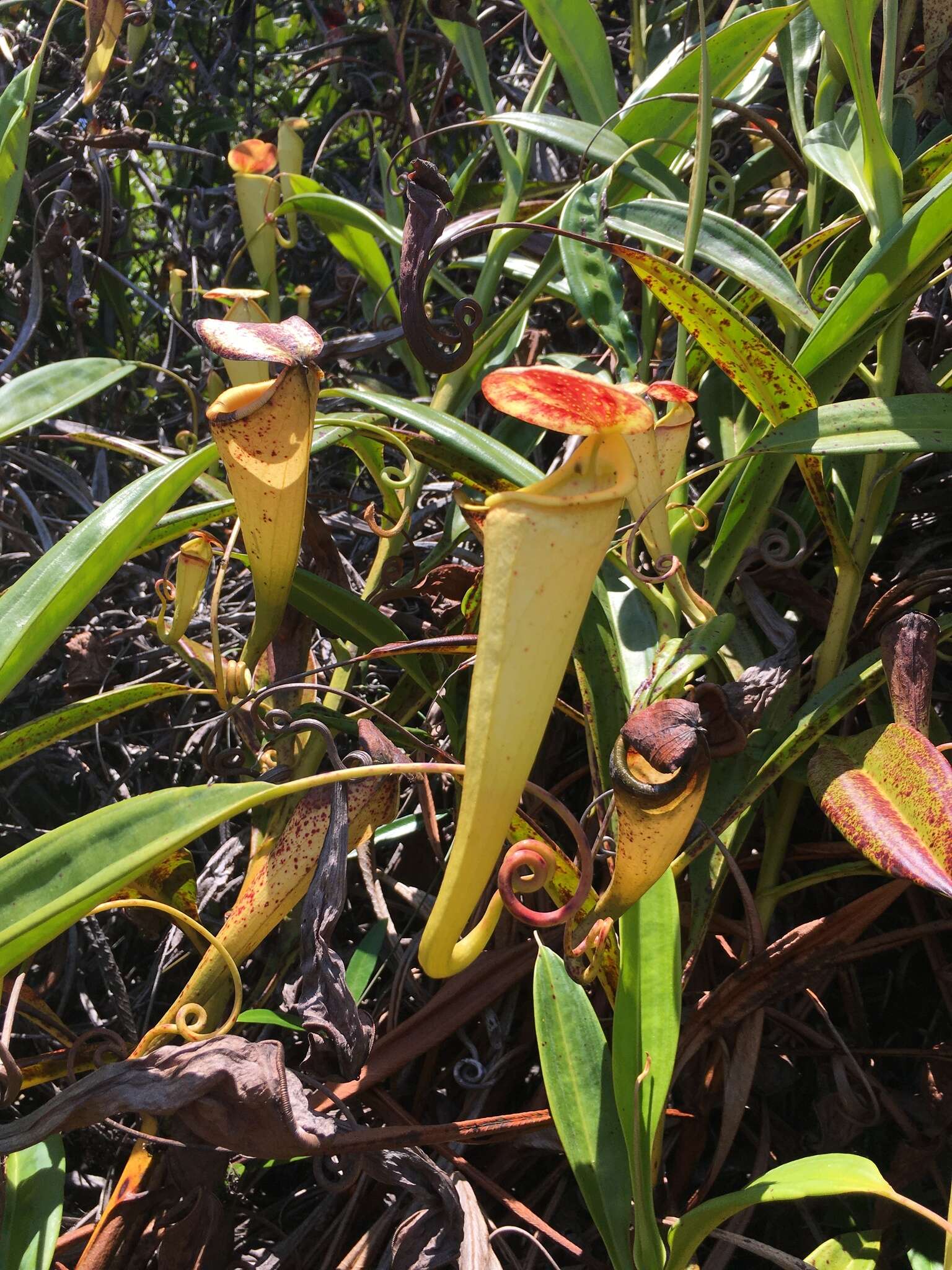 Image of Madagascar pitcher plant