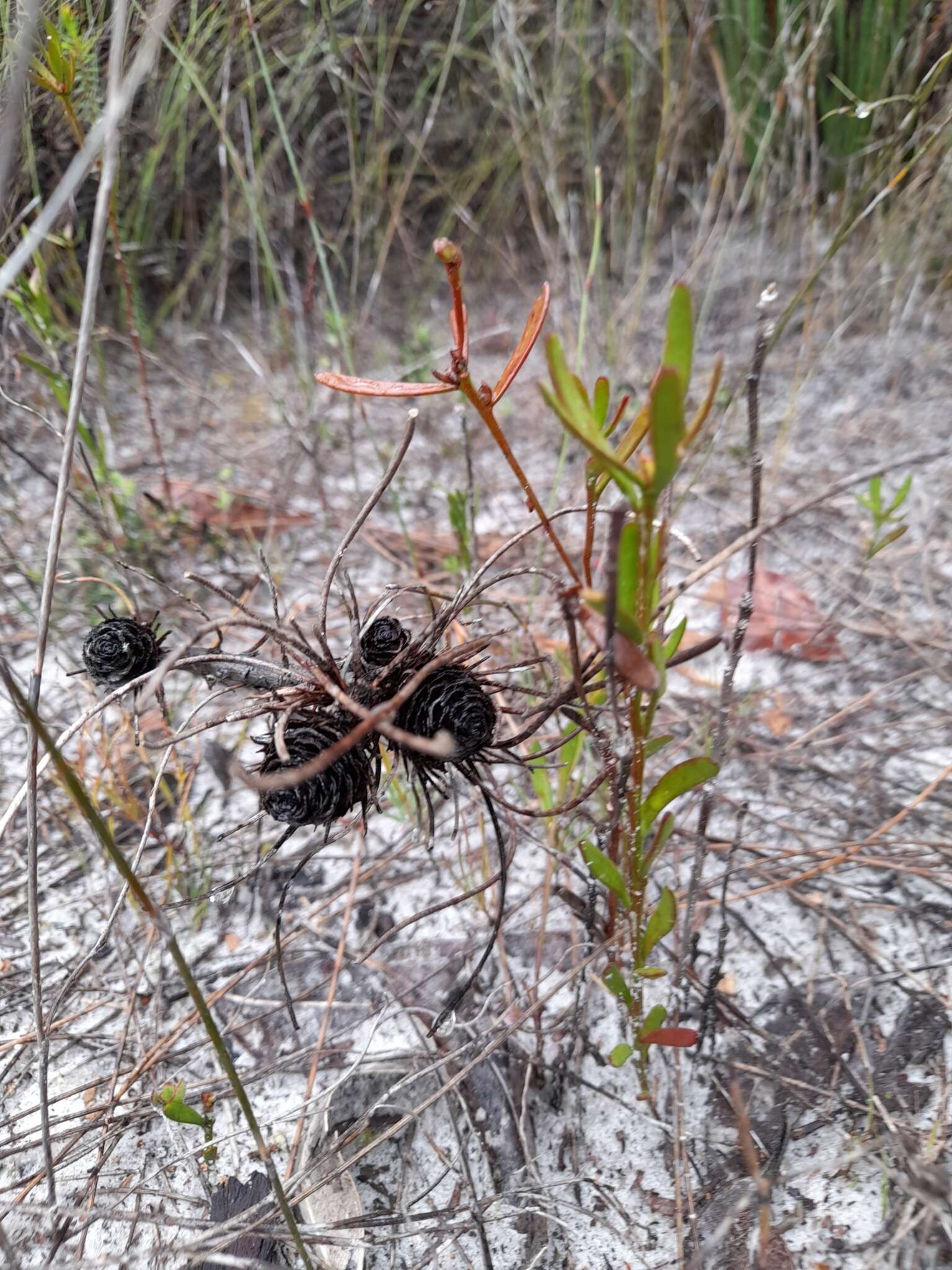 Image of Petrophile acicularis R. Br.