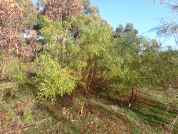 Image of Acacia verniciflua A. Cunn.