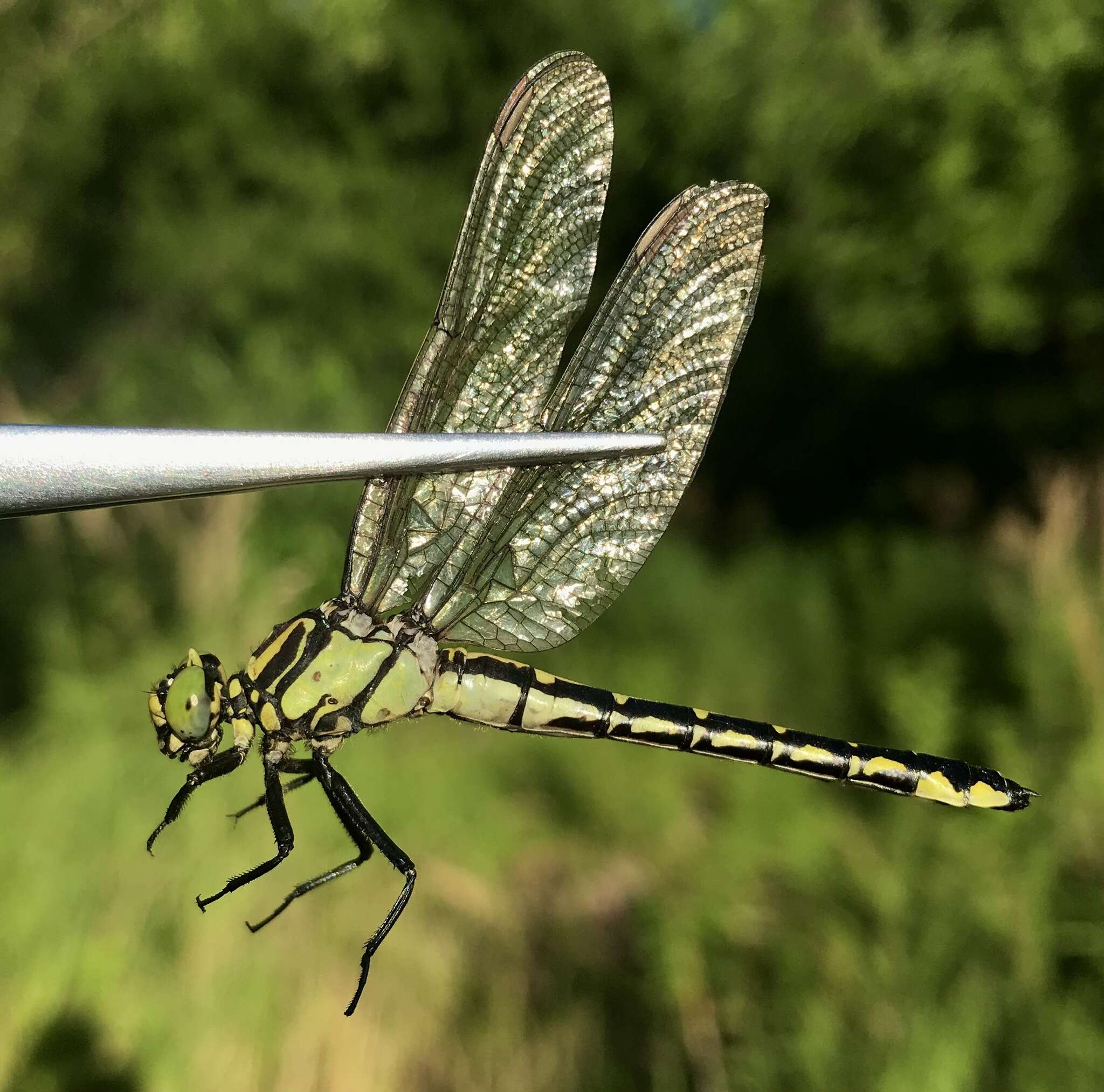 Image of Shaogomphus schmidti (Asahina 1956)