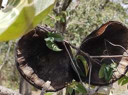 Imagem de Aspidosperma macrocarpon Mart.