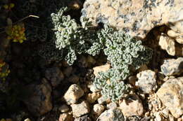 Image of pygmy mountainparsley