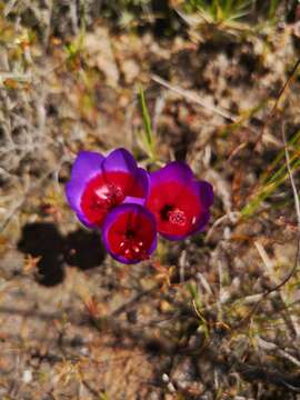 Image of Geissorhiza eurystigma L. Bolus