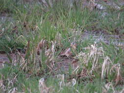 Image of Smith's Longspur