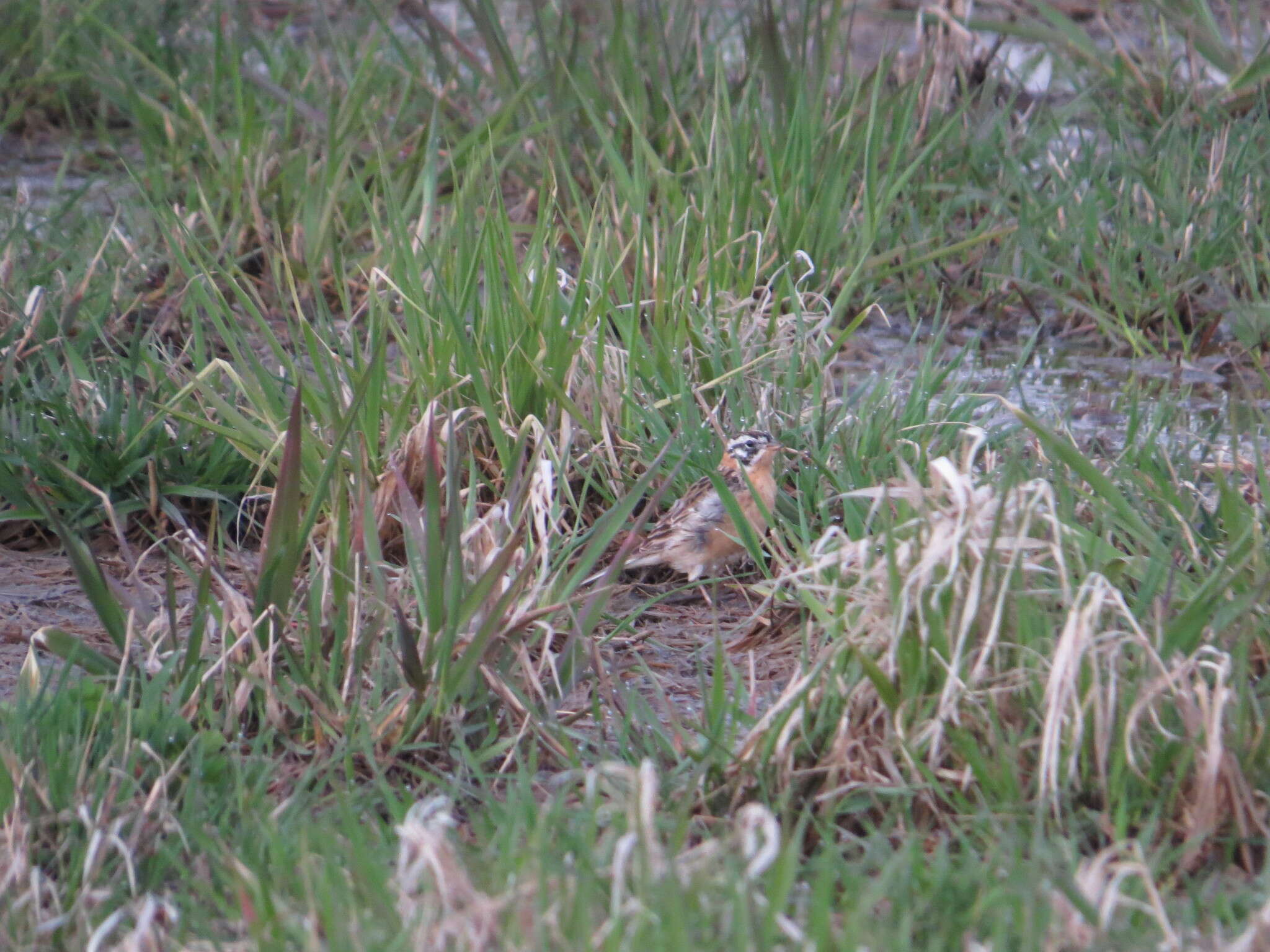 Image of Smith's Longspur