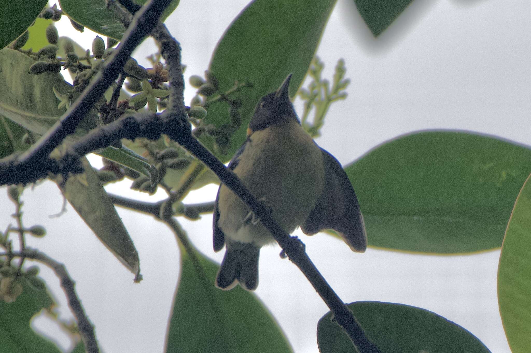 Image of Iridophanes Ridgway 1901