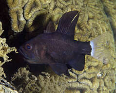 Image of Sailfin cardinalfish