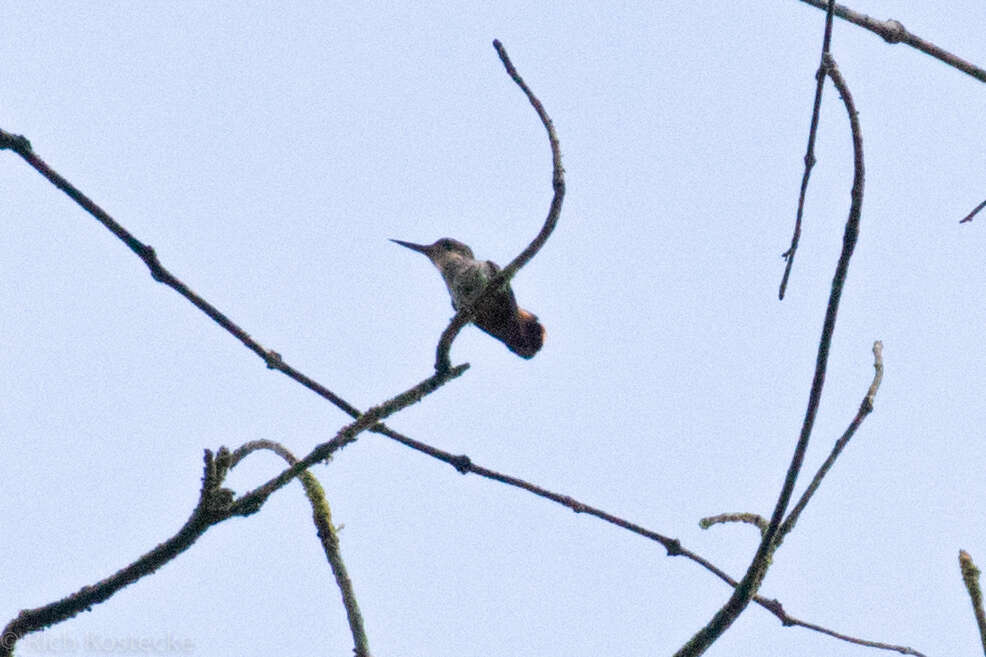 Lophornis helenae (Delattre 1843) resmi