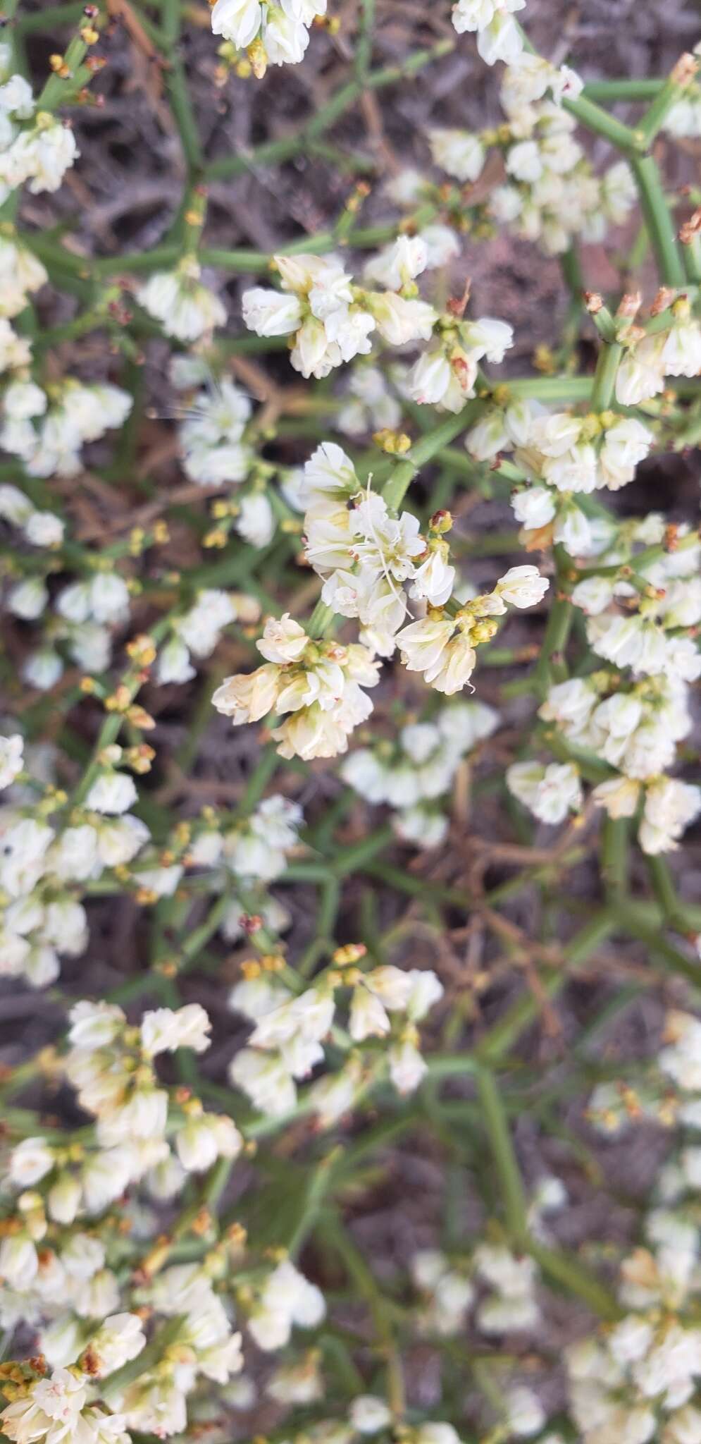 Imagem de Eriogonum heermannii Dur. & Hilg.