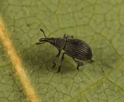 Image of Pseudoperapion brevirostre (Herbst 1797)