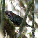 Image of Scaled Ground Roller