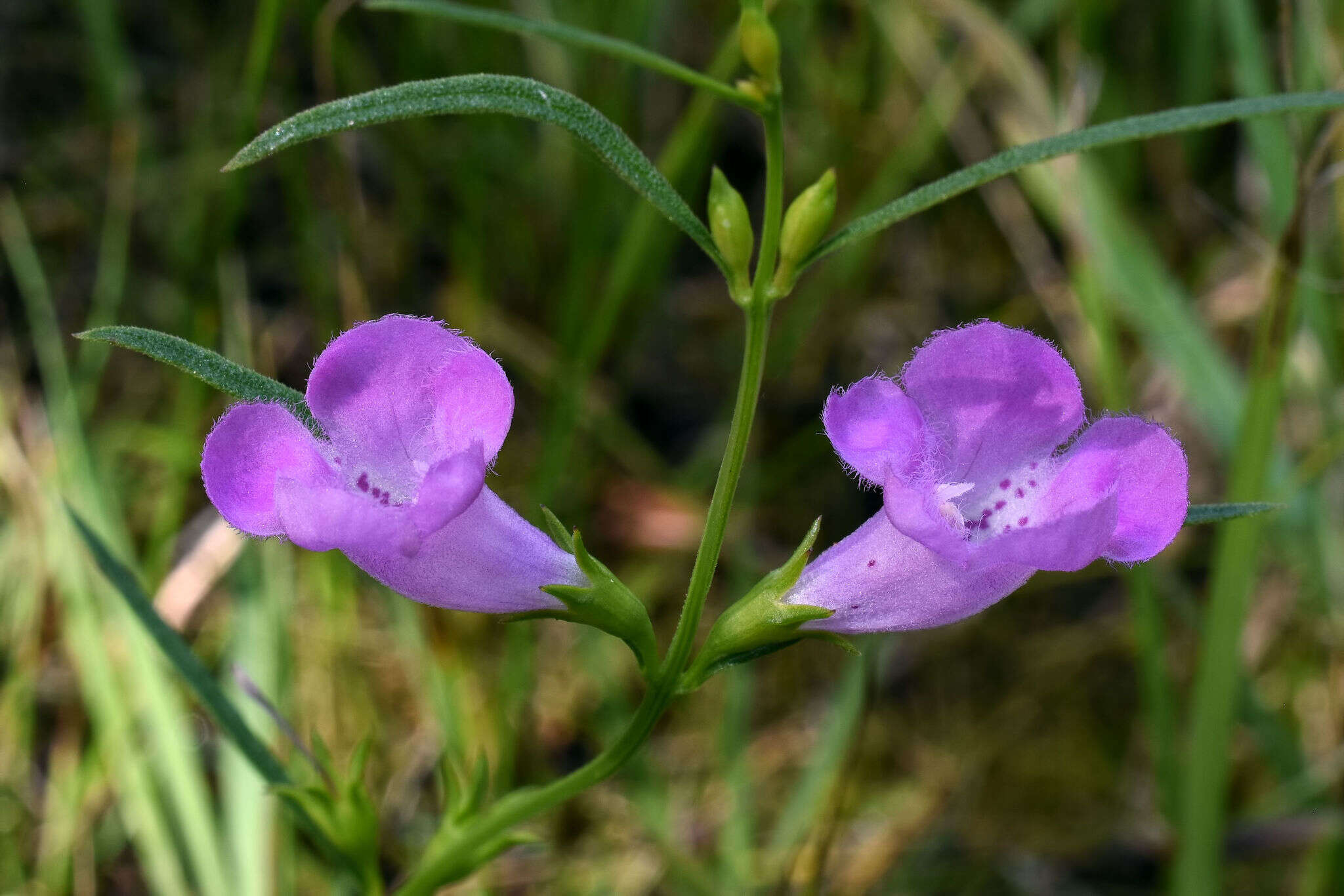 Image of purple false foxglove