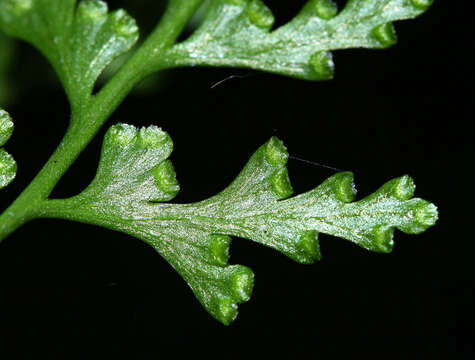 Image of Dennstaedtia wilfordii (T. Moore) H. Christ