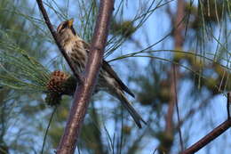 Image of Acanthis flammea rostrata (Coues 1861)