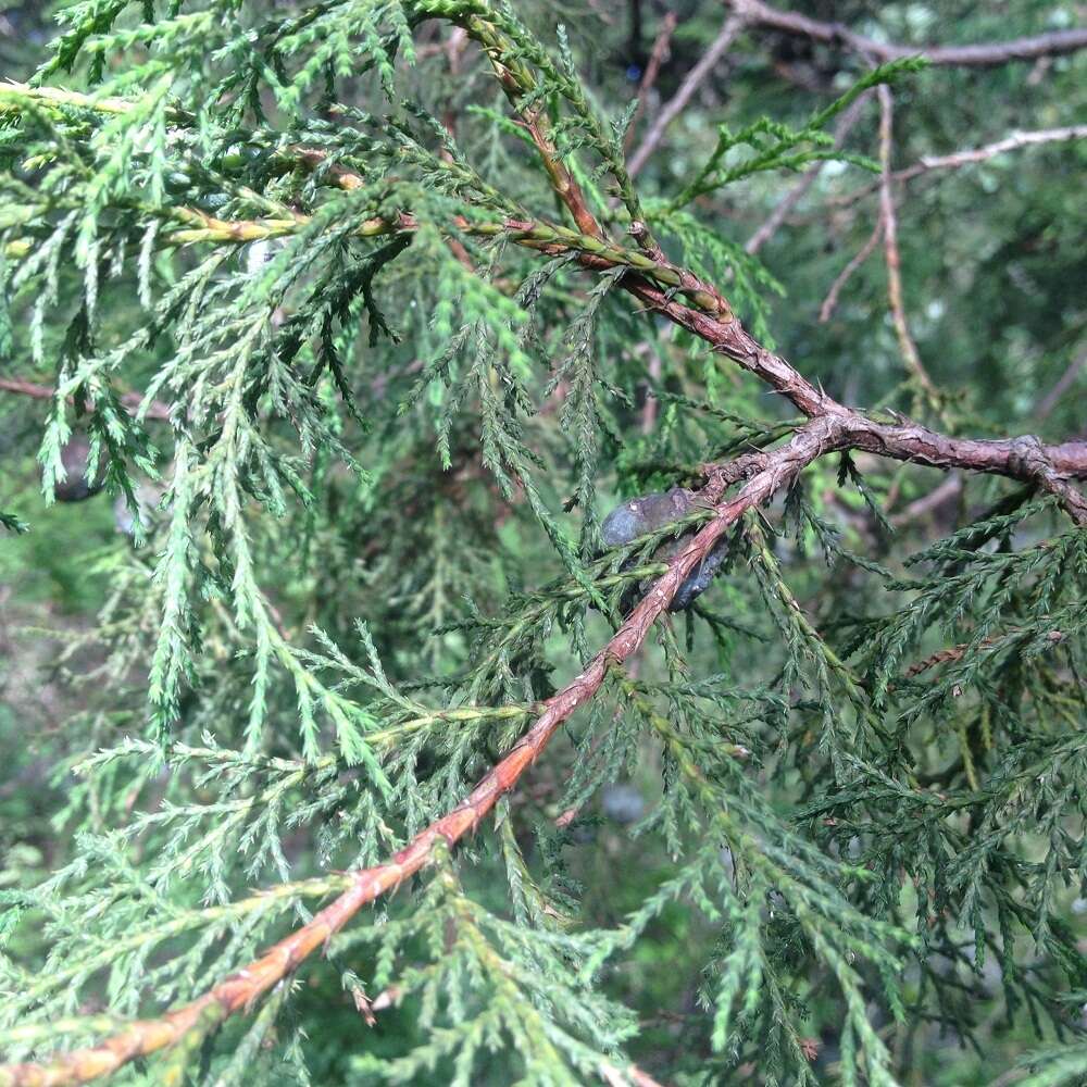 صورة Juniperus flaccida var. poblana Martínez