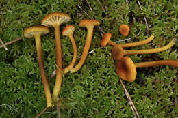 Image of Hygrocybe turunda (Fr.) P. Karst. 1879