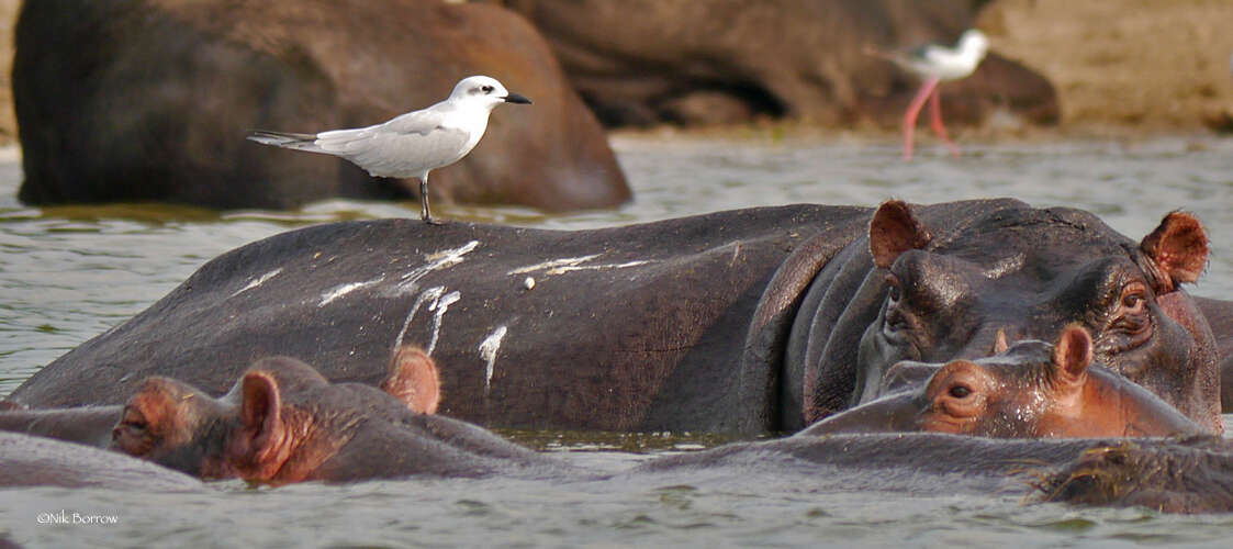 Image of Common Hippopotamus