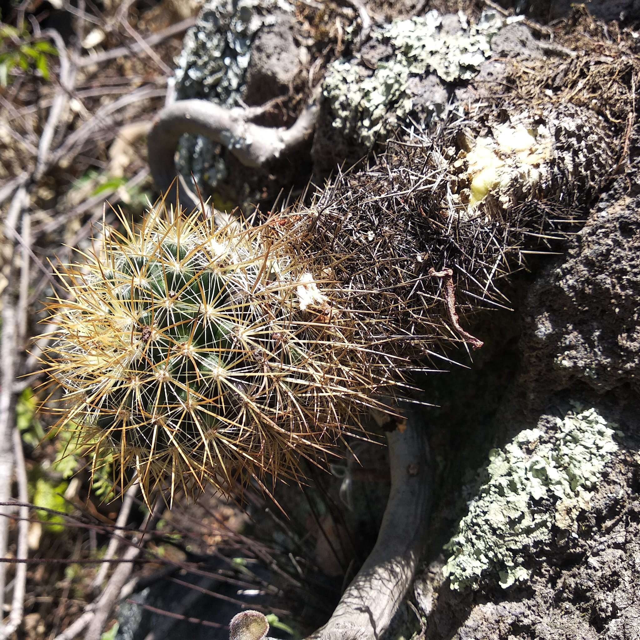 Image de Mammillaria discolor Haw.