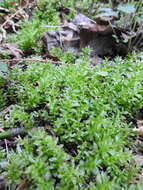 Image of plagiomnium moss