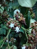 Image of Schizocalyx bracteosa Wedd.