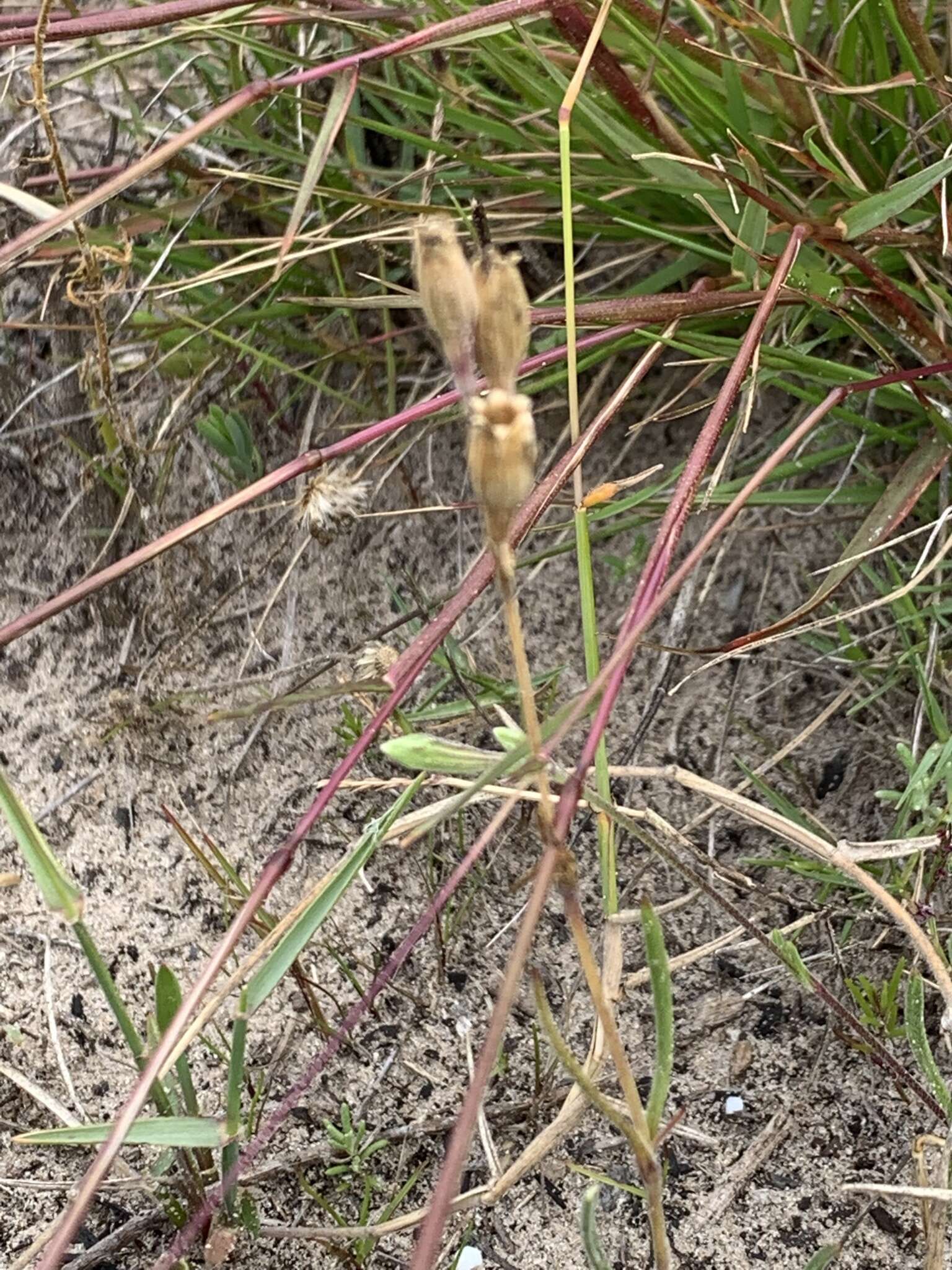 Слика од Silene aethiopica subsp. aethiopica