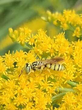 Philanthus multimaculatus Cameron 1891的圖片