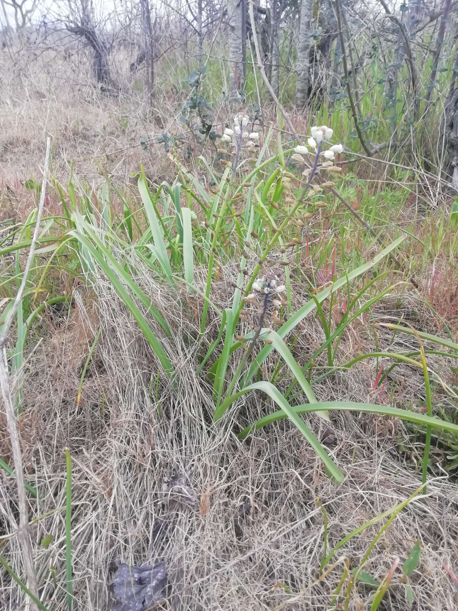 Image of Bellevalia romana (L.) Sweet