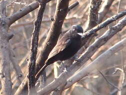 Image of White-winged Black Tyrant