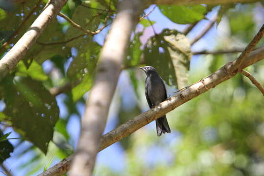 Image of Slate-colored Solitaire