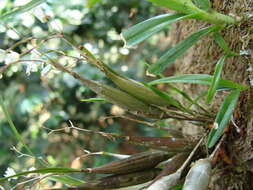 Plancia ëd Scaphyglottis crurigera (Bateman ex Lindl.) Ames & Correll