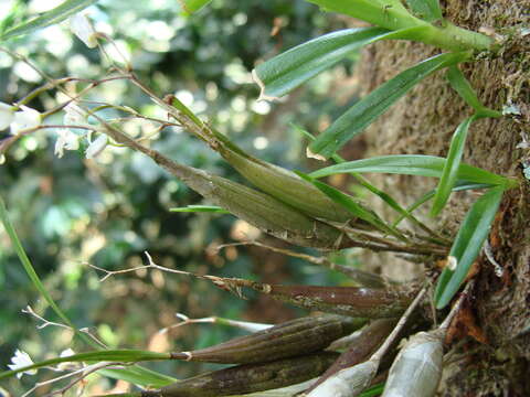 Plancia ëd Scaphyglottis crurigera (Bateman ex Lindl.) Ames & Correll