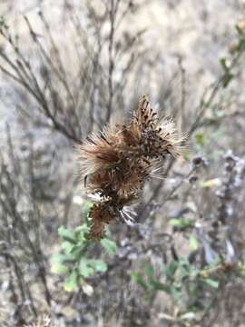 Image of sawtooth bristleweed