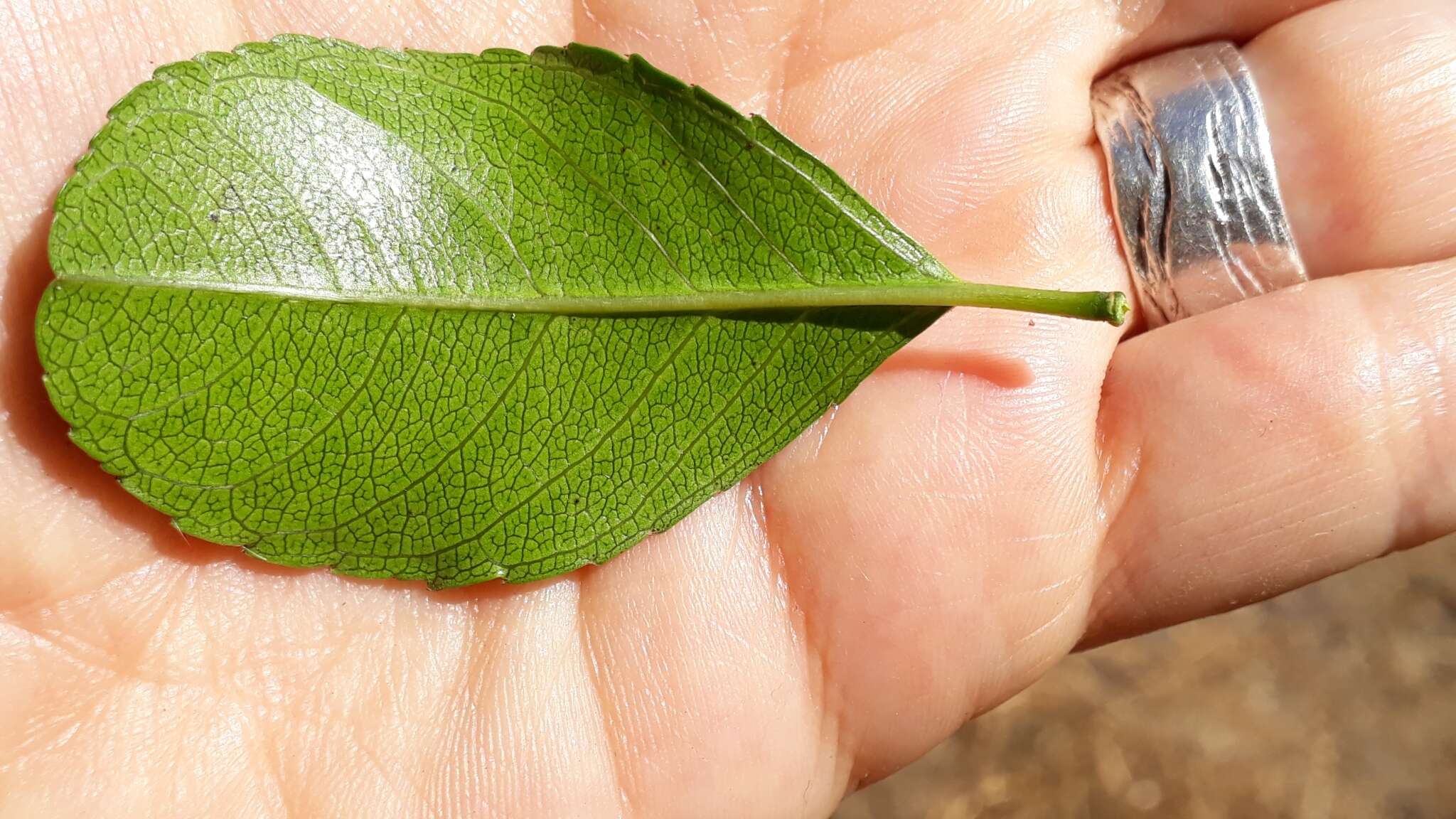 Plancia ëd Gymnosporia cassinoides (L'Hér.) Masf.