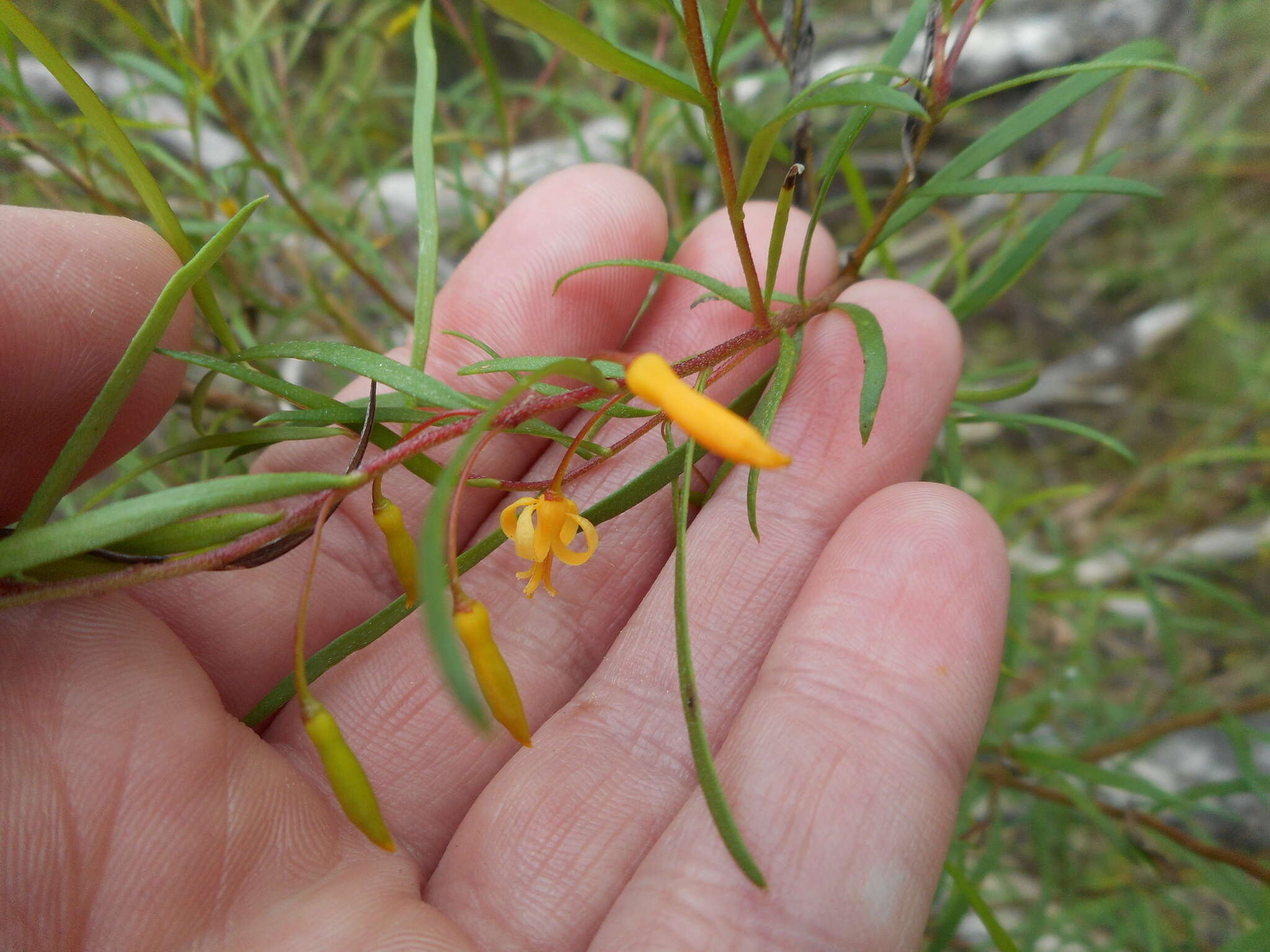 Plancia ëd Persoonia nutans R. Br.