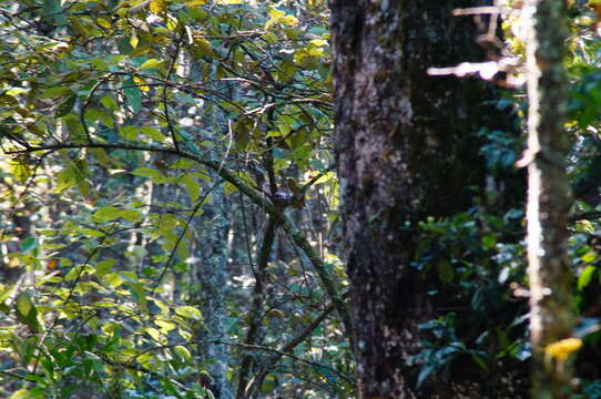 Image of Rufous-collared Robin