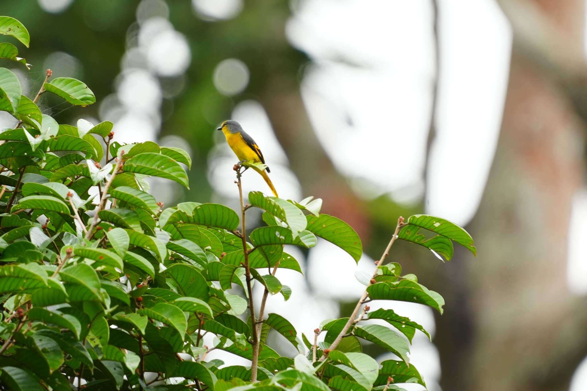 Image of Fiery Minivet