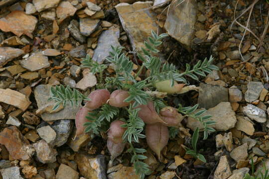 Image de Oxytropis ampullata (Pall.) Pers.