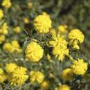 Image of Acacia pulchella var. glaberrima Meisn.