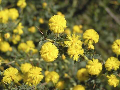 Image of Acacia pulchella var. glaberrima Meisn.