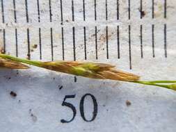 Image of Northern manna grass