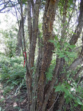 Image of Salta triflora (Griseb.) Adr. Sanchez