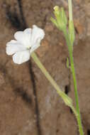 Image de Nicotiana megalosiphon Heurck & Muell.-Arg.