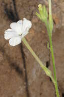 Image of Nicotiana megalosiphon Heurck & Muell.-Arg.