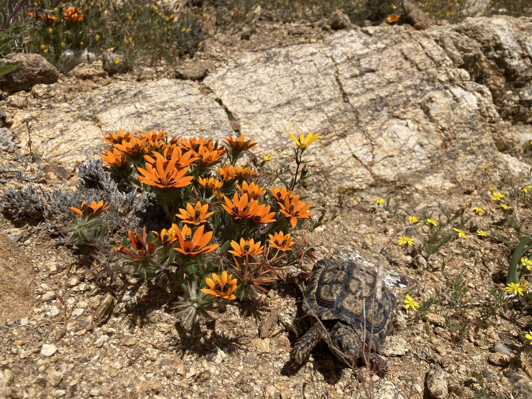 Image of Speckled tortoise